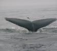 back of humpback tail fluke